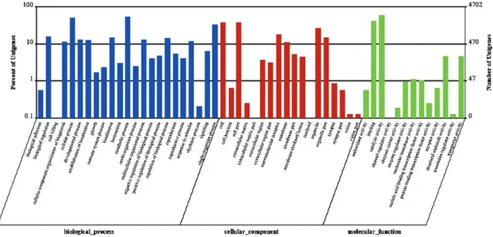 Figure 4 - Gene ontology (GO) classification analysis of differentially expressed genes (DEGs) between GN and GW