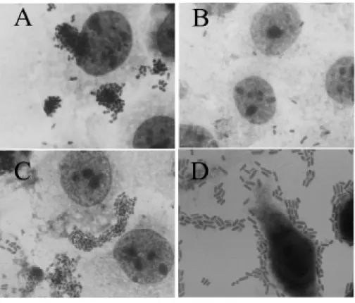 Figure 1. Adherence pattern of Escherichia coli strains isolated in Porto Alegre, RS, Brazil to HeLa cells