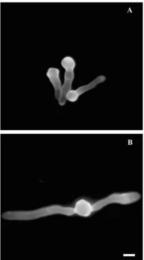 Figure 2. Effect of cinnamic acid and cinnamic aldehyde on the germ tube polarity establishment in Neurospora crassa