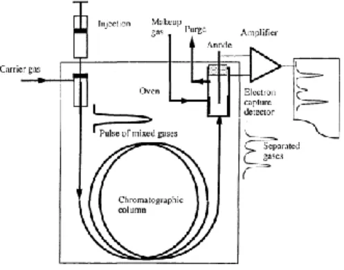 Figura 2: Princípio da cromatografia gasosa com um detector de captura de electrões. 