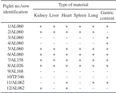 Table 2. Results obtained by polimerase chain reaction (PCR) in different materials of piglets born from sows experimentally infected with Leptospira interrogans serovar Canicola.
