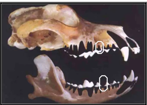 FIGURA 5. Crânio dissecado do cão (ROZA, 2004).  