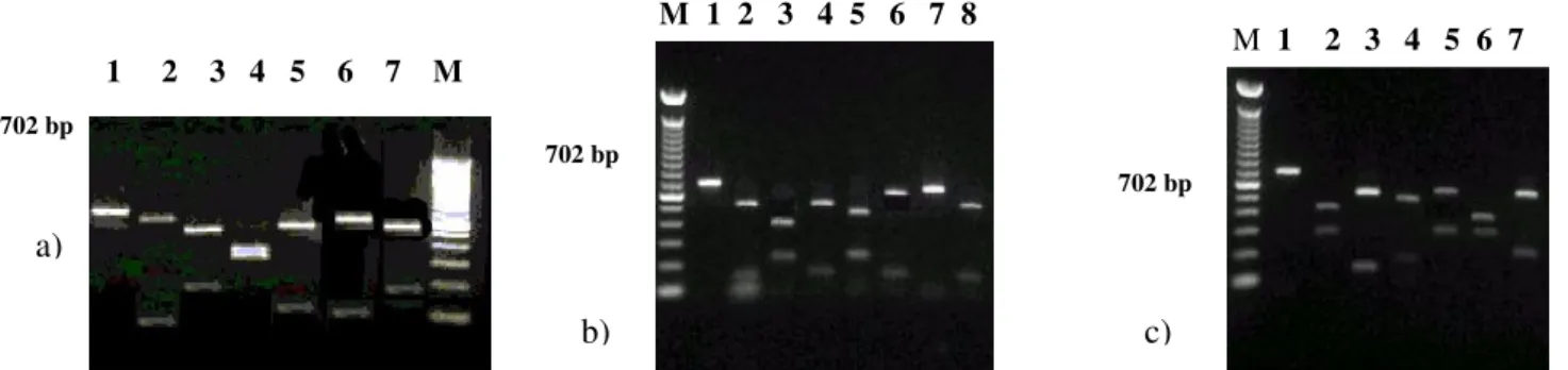 Figure 1. Representative restriction endonuclease digests of PCR-amplified 702 bp fragment of Campylobacter jejuni fla A  gene