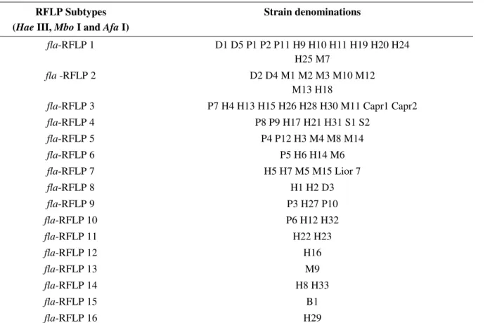 Table 5. Subtypes based on the combination of the restriction profiles obtained with the three restriction endonucleases used,  Hae III, Mbo I and Afa I, applied to the 70 Campylobacter jejuni strains and to the reference strain Lior 7