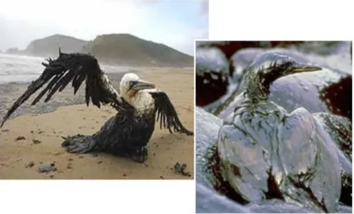 Fig. 3 - Efeitos nefastos do petróleo nas aves.  