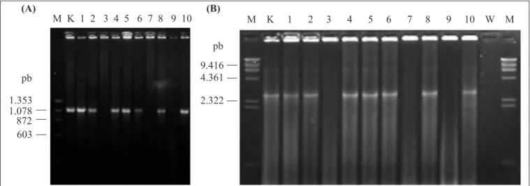 Figure 2. PCR products of ACrA (A) and AcrB (B) amplification of Escherichia coli (lines 1, 2, 4, 5 and 6) and Enterobacter cloacae (lines 3, 7 and 9) DNA