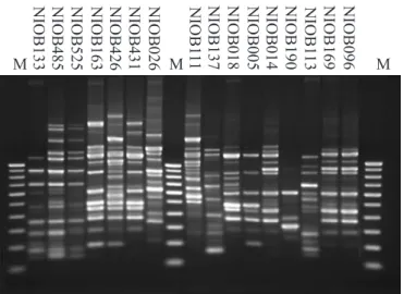 Figure 1. AP-PCR patterns of B. pumilus obtained with primer CRA22. M= 100 bp DNA ladder (GeneRuler, Fermentas).