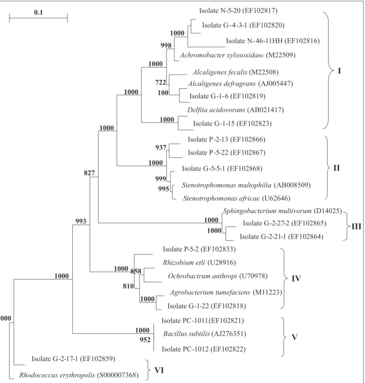 Figure 4. A neighbor-joining phylogenetic tree based on 16S rRNA gene sequences of siderophore-producing representative strains