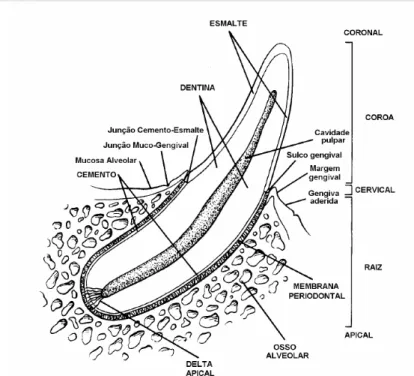 Figura  3:  Imagem  ilustrativa  das  estruturas  dentais  e  periodontais  da  espécie canina