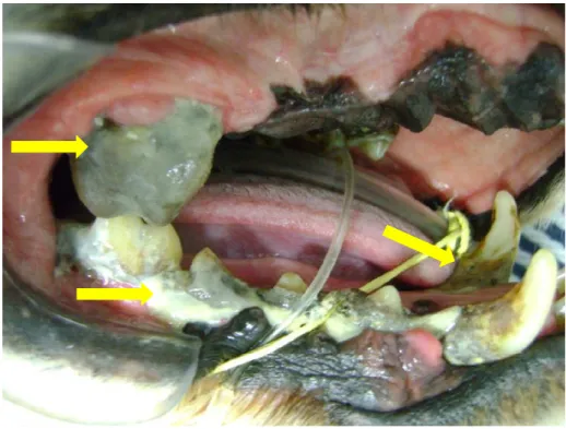 Figura  4:  Imagem  fotográfica  de  um  canino  apresentando  elevado  grau  de  Doença  periodontal