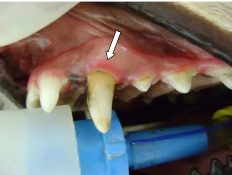 Figura  5:  Imagem  fotográfica  de  um  canino  apresentando  leve  grau  de  doença periodontal