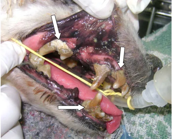 Figura 7: Imagem fotográfica de um canino apresentando severo grau de  doença  periodontal