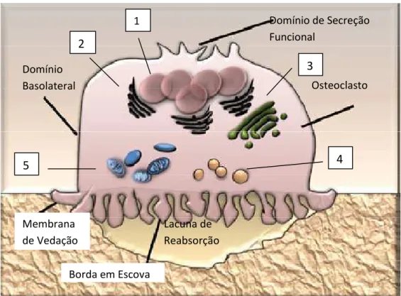 Figura  8:  Ilustração  do  osteoclasto.  Observar  a  presença  de  vários  núcleos (1), e organelas bastante evidentes como reticulo endoplasmático (2),  complexo  de  golgi  (3),  lisossomas  (4)  e  mitocôndrias  (5)