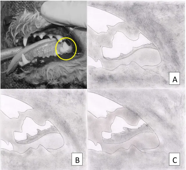 Figura  10:  Esquema  demonstrativo  do  método  de  seleção  visual  dos  pacientes  levemente  (até  20%  de  placa  dentária)  (A),  moderadamente  (21  a  70%  de  placa  dentária)  (B)  e  severamente  doentes  (71  a  100%  de  placa  dentária) (C)