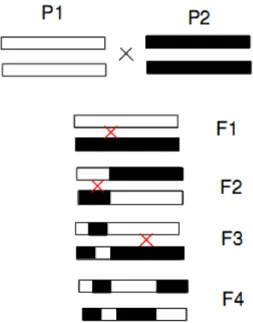 Figura 2: Esquema do processo e formação de  segmentos  cromossómicos  alternados  com  origem em duas populações parentais diferentes  (P1  e  P2)  ao  longo  de  sucessivas  gerações  (F1,  F2....F4)  numa  população  miscigenada