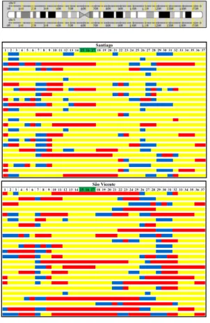 Figura  7:  Representação  esquemática  da  ancestralidade  africana  (amarelo)  ou  europeia  (vermelho)  dos  alelos  de  37  SNPs  do  cromossoma  X