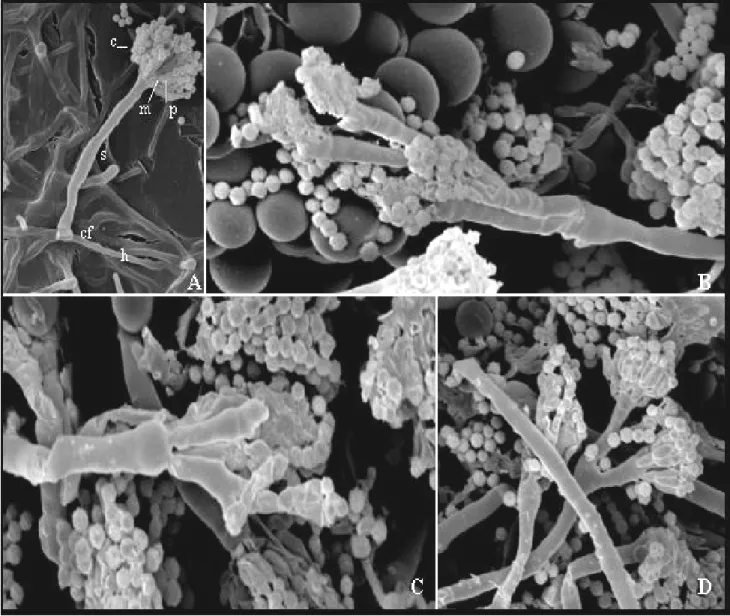 Figure 2. SEM showing conidia (c), metulae (m), phialides (p), stalk (s), foot-cell (cf) and hyphae (h) of wild-type (A) and V103 (B, C  and  D)  strains  of  A