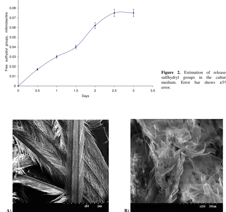 Figure 3. Scanning electron micrographs of control (a) and degraded feathers (b) by the strain IF 5
