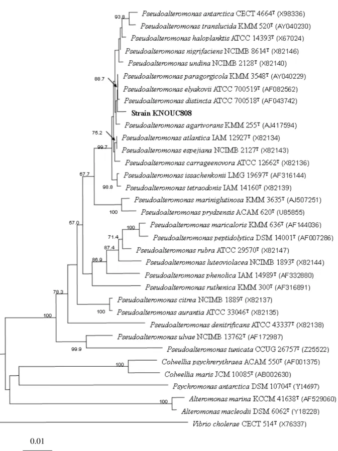 Figure 2. Phylogenetic tree based on 16S rDNA sequences showing the position of strain KNOUC808, and the representative  of  some  related  taxa