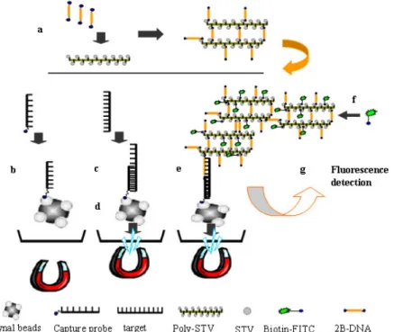 Figure  1. Schematic representation of the HSAM assay based on self-assembly of DNA-streptavidin nanoparticles