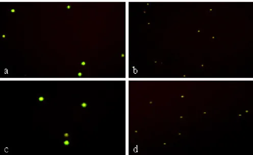 Figure  4.  Sensitivity  of  the  HSAM  assay  for  detecting  the  IS6110  target.  The  HSAM  reactions  were  initiated  with  synthetic  IS6110 targets consisting of 10 5 , 10 4 , 10 3 , 10 2 , and 10 copies or serial dilution of bacterial culture