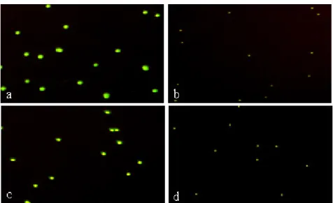 Figure 5. Specificity of the HSAM assay for detecting the IS6110 target in MTBC. Eleven bacteria were tested with the HSAM  assay