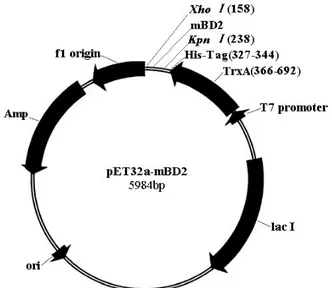 Figure  1.  Schematic  representation  of  the  expression  vector,  pET32a-mBD2.  The  cDNA  for  mature  mBD2  were  amplified  using  PCR  from  the  pcDNA3.1(+)-mBD2  plasmid