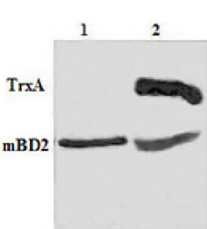 Figure 2. Expression of fusion protein TrxA-mBD2 in E. coli  Rosseta-gami (2)/pET32a-mBD2 cells and Tricine-SDS-PAGE  analysis of enterokinase digested
