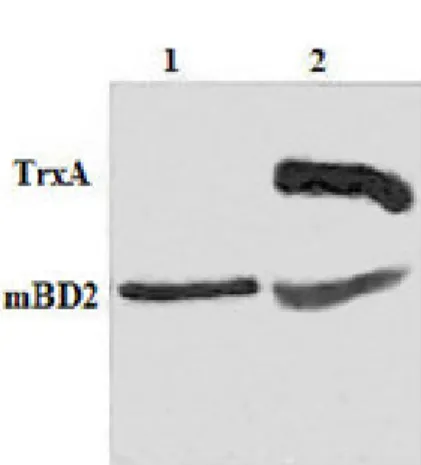 Figure 2. Expression of fusion protein TrxA-mBD2 in E. coli  Rosseta-gami (2)/pET32a-mBD2 cells and Tricine-SDS-PAGE  analysis of enterokinase digested