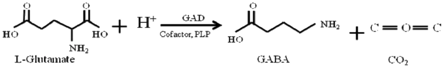 Figure 1. Decarboxylation of L-glutamate to GABA by glutamate decarboxylase (GAD). PLP: pyridoxal-5’-phosphate