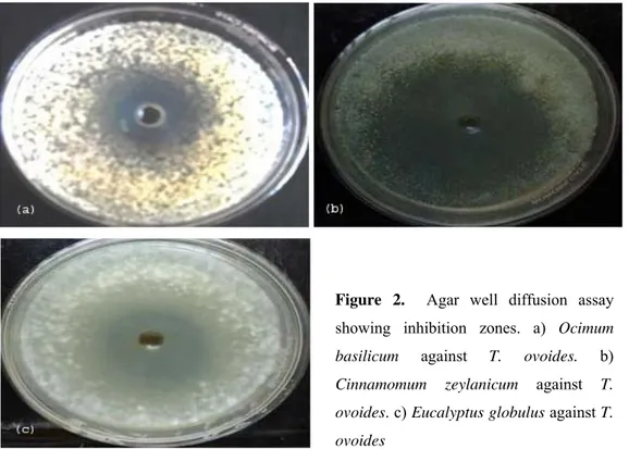 Figure 2.  Agar well diffusion assay  showing inhibition zones. a) Ocimum  basilicum against T