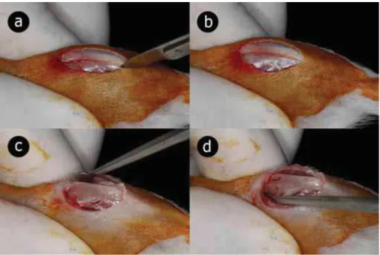 FIGURA 4 – Incisão (a,b) e descolamento do tecido para exposição da  região de instalação do implante (c,d)