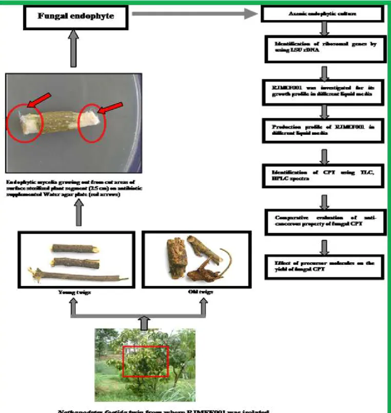 Figure  6. Schematic representation of the experimental strategy adopted for isolation, identification and maintenance of the  culture of an endophyte associated with Nothapodytes foetida  