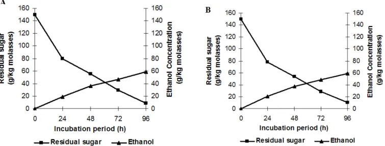 Figure 1. Study of ethanol production by luffa (A) and Ca-alginate immobilized cells (B) of Z