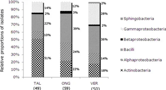 Figure 1. Bacterial class distribution of the culturable endophytic isolates obtained from three Phaseolus vulgaris cultivars: 