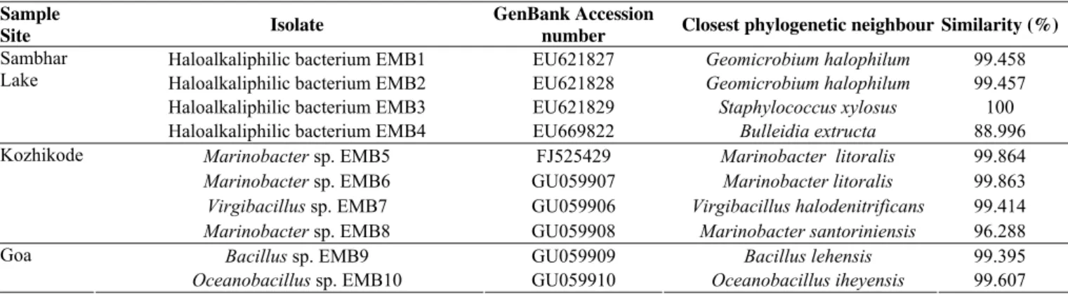 Table 2. 16S rRNA gene  identification of halophilic bacterial isolates producing potent hydrolases 