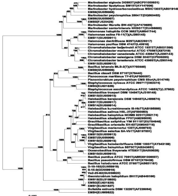 Figure 1.  Phylogenetic inference based on 16S rRNA gene analysis of halophilic isolates