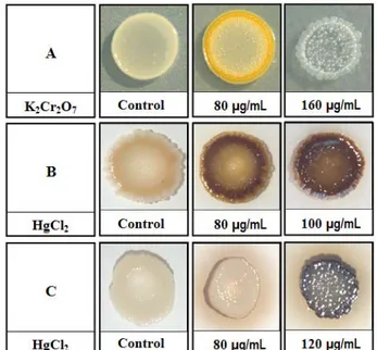 Figure 1. Effect of heavy metals on the pigmentation of different  bacterial strains. A: S