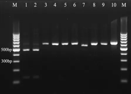 Figure 2. Restriction digestion of PCR  products of reference yeast strains with  ApaI : Lane 1: C