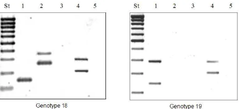 Figure 1. Amplification patterns of genotype 18 and genotype 19. The most frequent amplification patterns