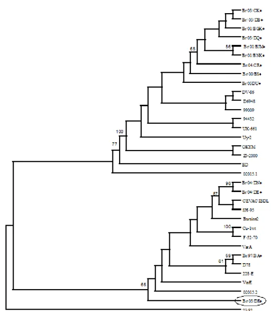 Figure 1. Phylogenetic tree of 13 Brazilian IBDV isolates (rhombus symbol), reference strains (cv and vv) and vaccines
