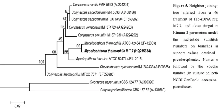 Figure 5. Neighbor-joining phylogenetic  tree inferred from a 464-base pair  fragment of ITS-rDNA region of strain  M7.7