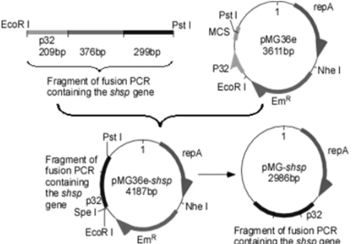 Figure 1. The schematic strategy for construction of the  expression vector pMG36e-shsp and the food-grade vector  pMG-shsp