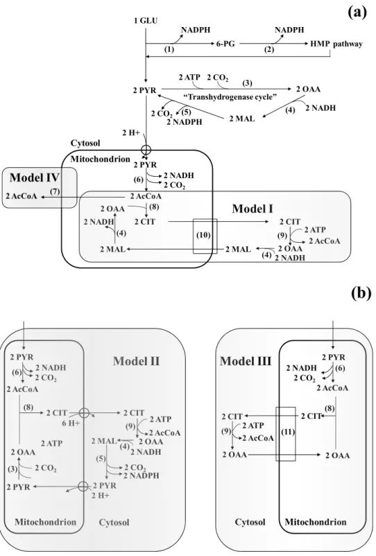 Figure 4. Metabolic models for acetyl-CoA and NADPH provision during lipogenesis. NADPH-producing pathways i.e