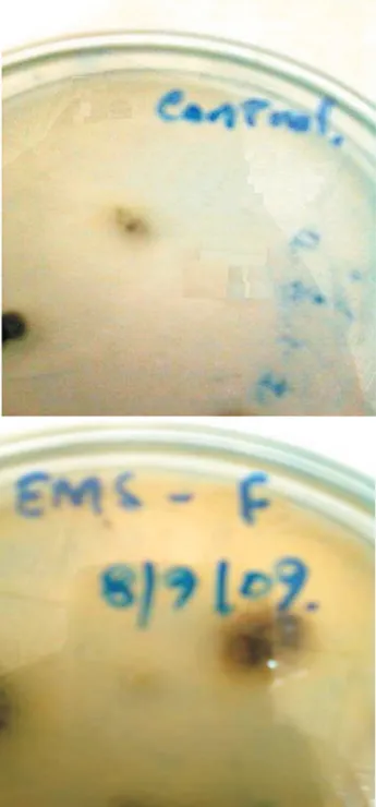Figure 1 - Enzyme diffusion zone test for control and EMS-150-F.