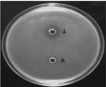 Figure 1 - Antimicrobial activity of JJ 18 against Staphylococcus aureus.