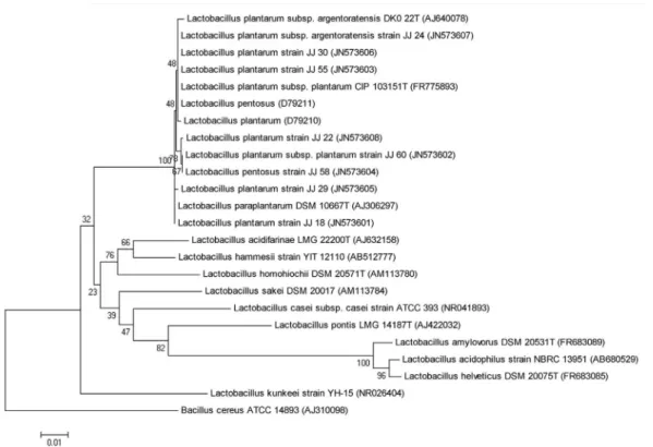 Figure 3 - Phylogenetic tree with the 16S rRNA gene using the MEGA v5.05 program by neighbor-joining (NJ) method.