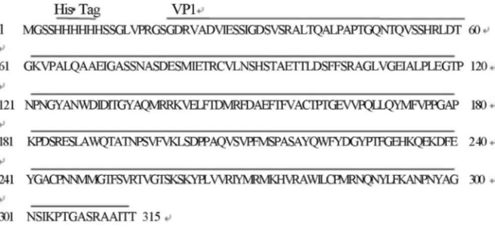 Figure 1 - The amino acid sequence of recombinant VP1 protein.