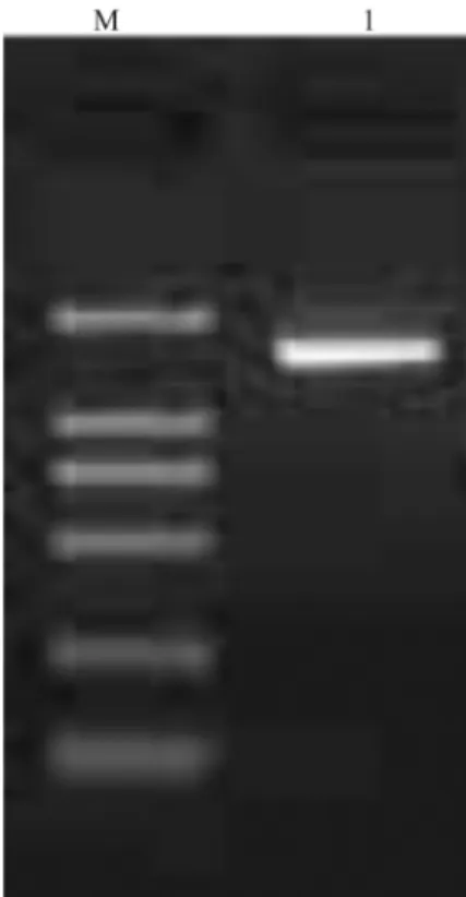 Figure 2 - Phylogenetic relationship of Leuconostoc lactis and the isolated strain based on maximum-likelihood analysis of 16S rDNA sequences.