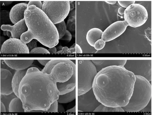 Figure 3B), cph1D/cph1D efg1D/efg1D (strain HLC54; Fig-